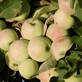 Яблоня Синап орловский