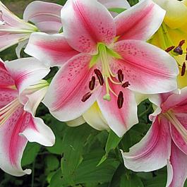 Лилия ЛОО-гибрид Пинк Бриллиант