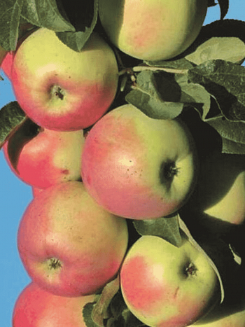 Яблоня Колоновидная Памяти Блынского