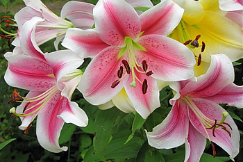 Лилия ЛОО-гибрид Пинк Бриллиант