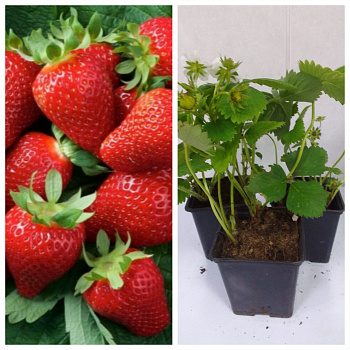 Земляника садовая Мурано НАБОР 3ШТ