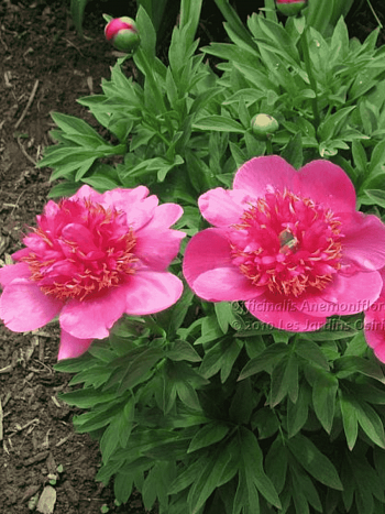 Пион лекарственный Anemoneflora