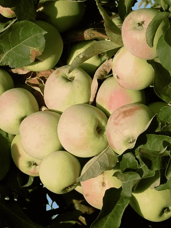 Яблоня Синап орловский