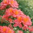 Азалия крупноцветковая Juanita