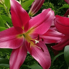 Лилия Touchstone