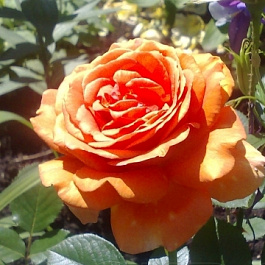 Роза флорибунда Реми Мартин