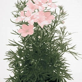 Дельфиниум  культурный Summer Morning