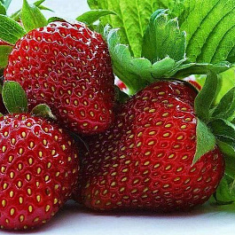 Земляника садовая Фейерверк Земляника садовая Фейерверк