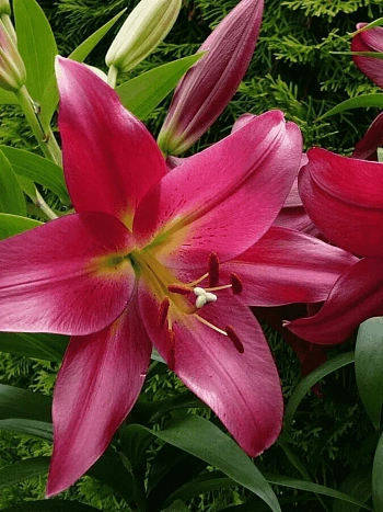 Лилия Touchstone