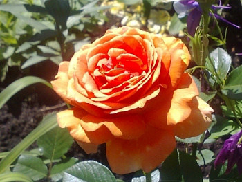 Роза флорибунда Реми Мартин