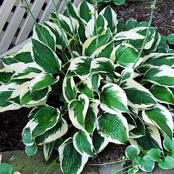 Хоста Форчуна Патриот НАБОР 2ШТ (1+1)