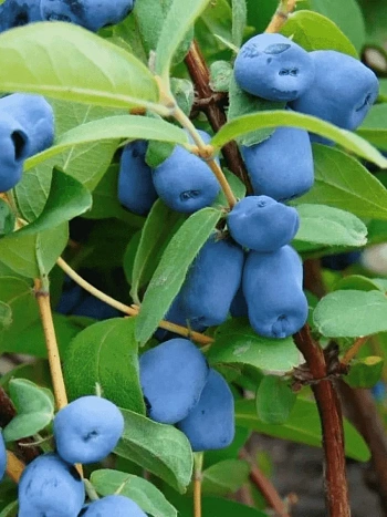 Жимолость Синеглазка