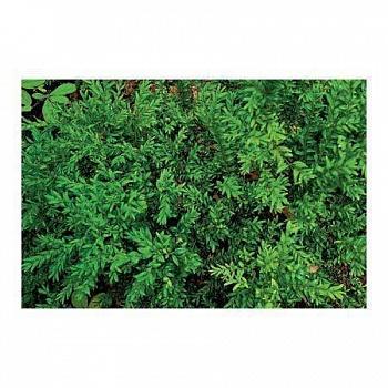 Самшит вечнозеленый Angustifolia