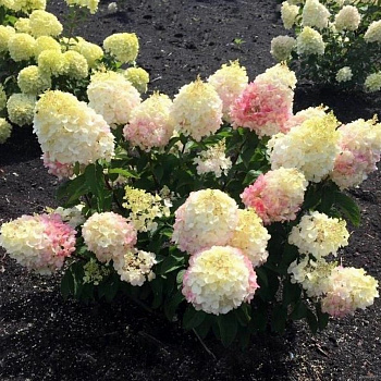 Гортензия метельчатая Литтл Блоссом