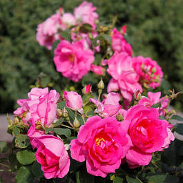 Роза канадская парковая Фронтенак Роза канадская парковая Фронтенак