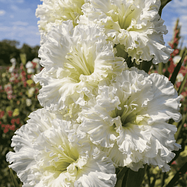 Гладиолус  Octopus