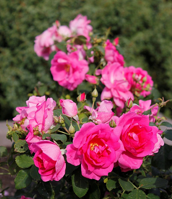 Роза канадская парковая Фронтенак