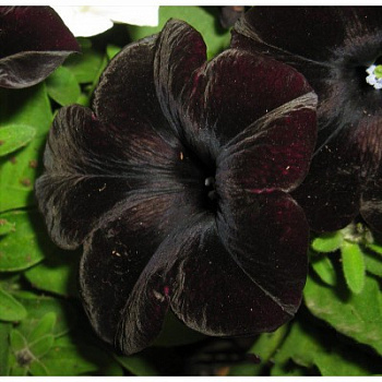 Петуния грандифлора Софистика Блекберри