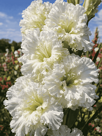 Гладиолус  Octopus