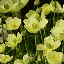 Мак мелкоплодный Pacino