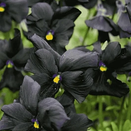 Виола рогатая Molly Sanderson