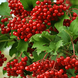 Калина съедобная