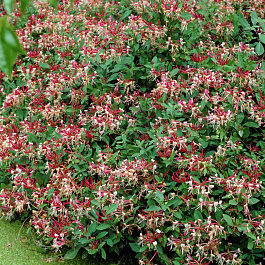 Жимолость приморская Серотина Жимолость приморская Серотина