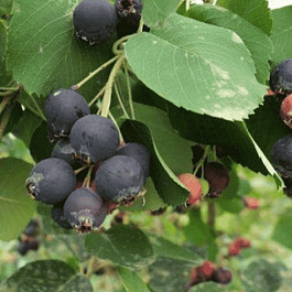 Ирга ольхолистная Smokey