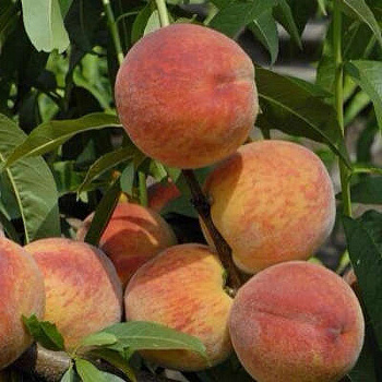 Персик  Золотая Москва