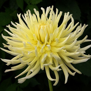 Георгина Кактусовая Йеллоу Стар