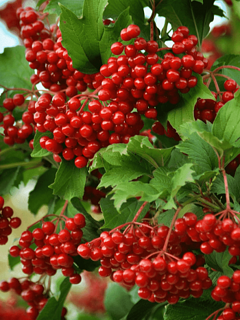 Калина съедобная