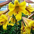 Лилия Golden Splendour
