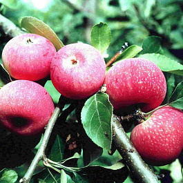 Яблоня Красная горка
