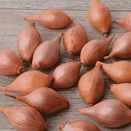 Лук-севок Розана