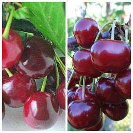 Дерево-сад (3-4х летка) вишня 2 сорта Надежда (дюк)-Ивановна (дюк)