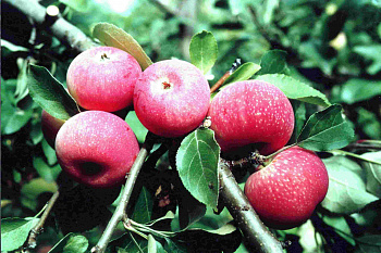 Яблоня Красная горка