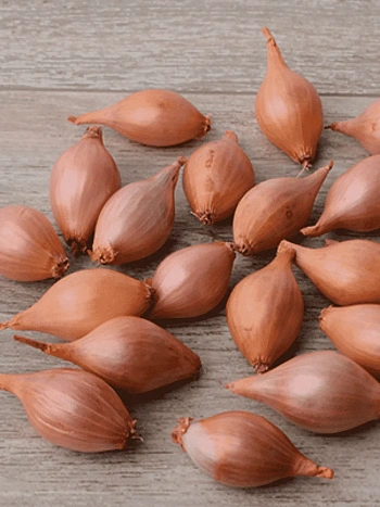 Лук-севок Розана