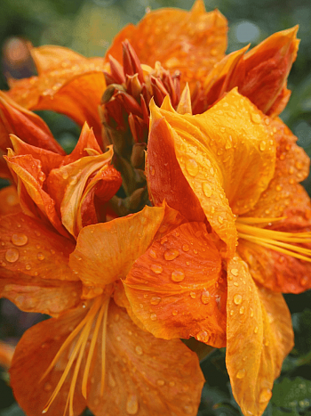 Азалия Klondyke