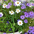 Брахикома многораздельная Brasco Violet (кашпо)