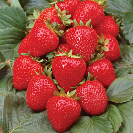 Земляника садовая Анабель Земляника садовая Анабель