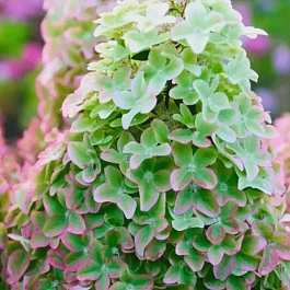 Гортензия метельчатая Metallica