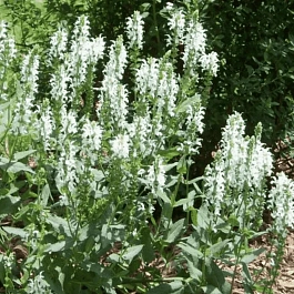 Шалфей дубравный Synchro White