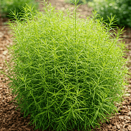 Осока пальмолистная Little Midge