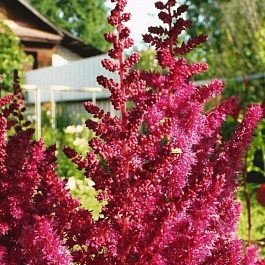 Астильба китайская Сardinal