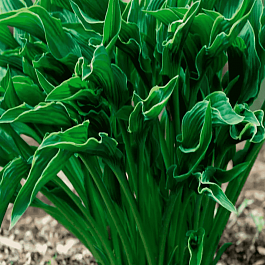 Хоста Praying Hands