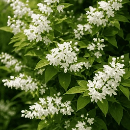 Дейция изящная Nikko