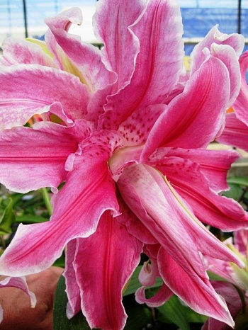 Лилия восточная махровая Дабл Сорбонна