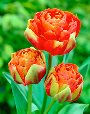 Тюльпан махровый поздний Юник Принцесс