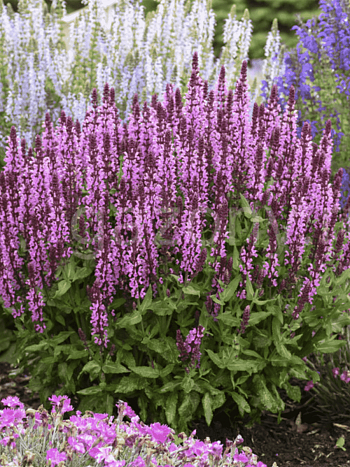 Шалфей дубравный Pink beauty