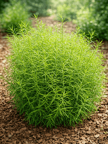 Осока пальмолистная Little Midge